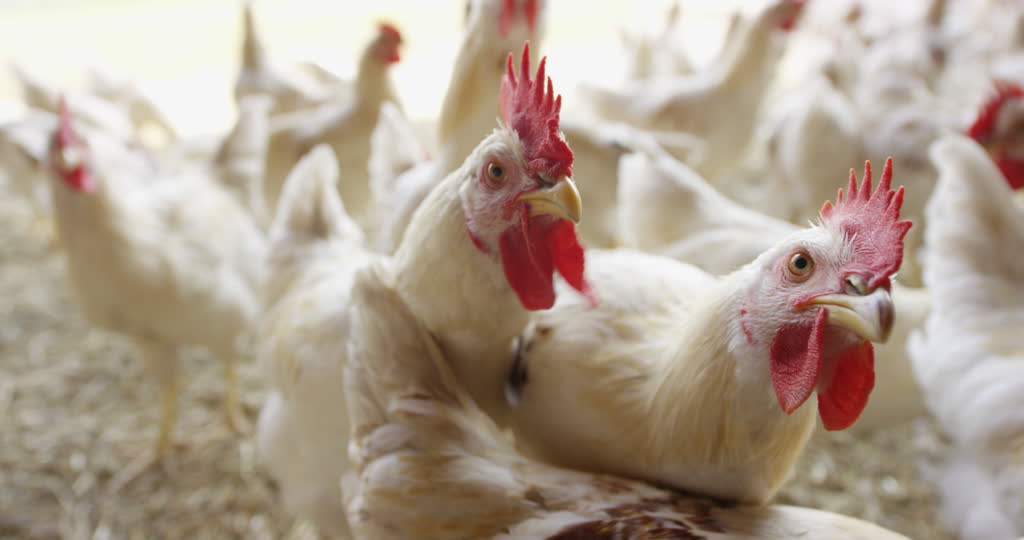 326884181-chicken-farm-organic-farm-poultry-farming-cock