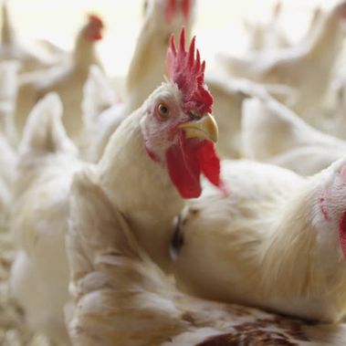 326884181-chicken-farm-organic-farm-poultry-farming-cock