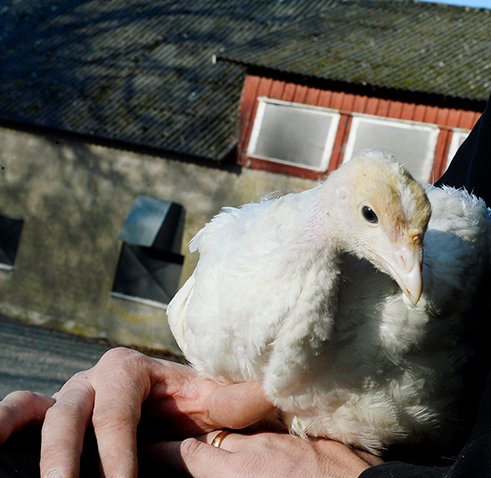Kalkonuppfödning EB Fågel utanför Varberg, Halland
